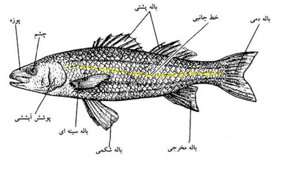 انواع باله در ماهیان