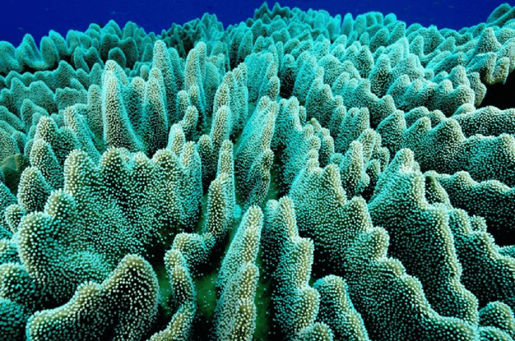 مرجان سنگی و ترشح اسیدهای غنی از پروتئین 
