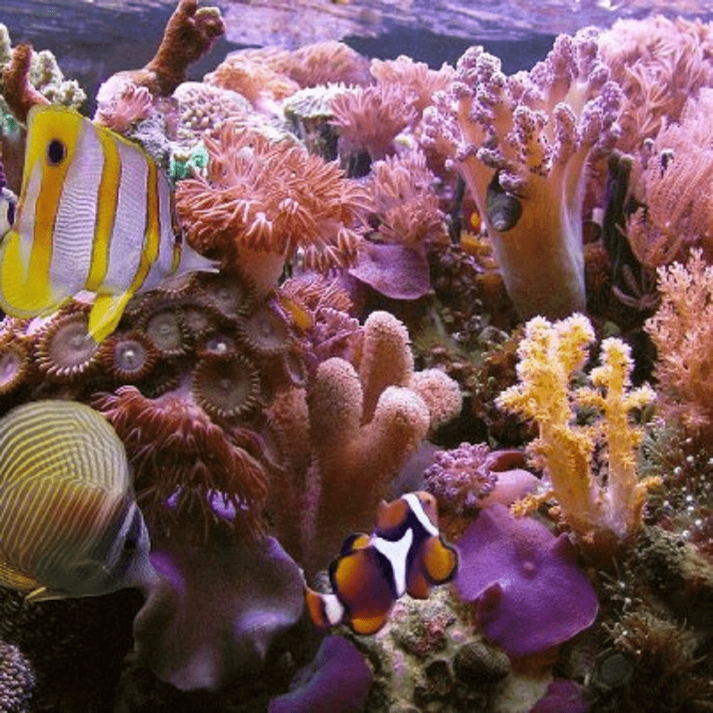 مرجان های دریایی