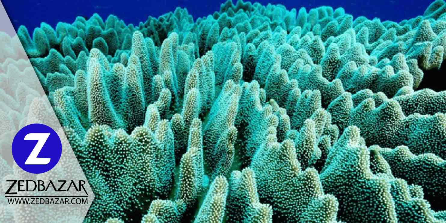 از صخره های مرجانی چه می دانید؟