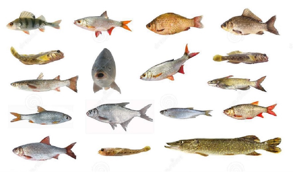 طیقه بندی ماهی ها | هر آنچه درباره ی آناتوم بدن ماهی ها باید بدانید | زدبازار
