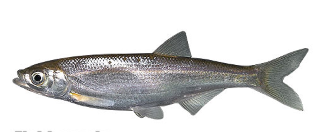 انواع ماهی شمال