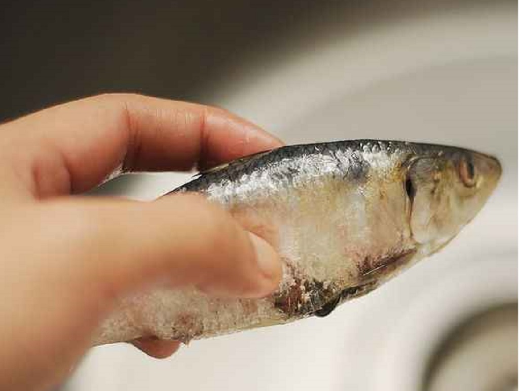 تشخیص تازه بودن ماهی