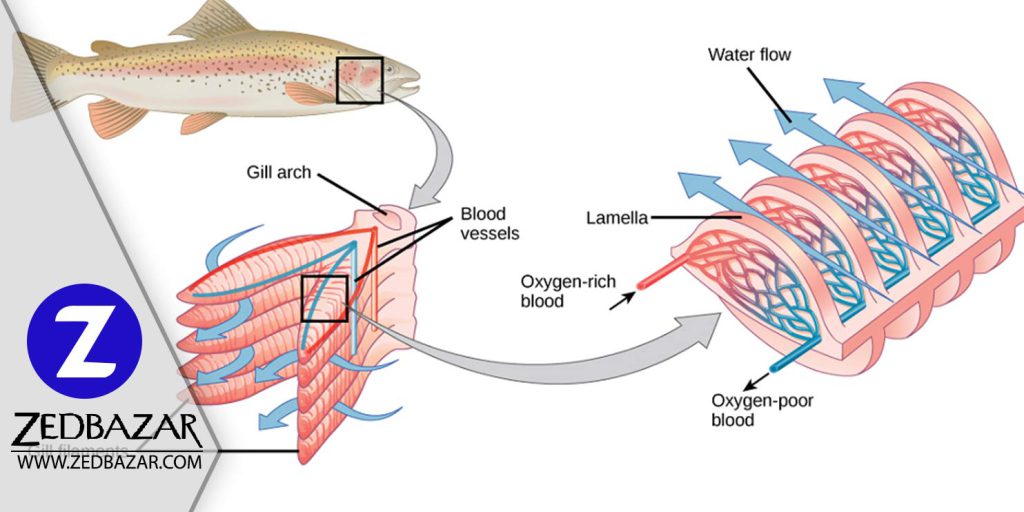 آیا می دانید نحوه ی تنفس در ماهی چگونه است؟