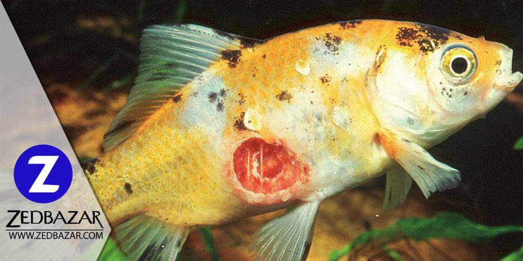 بیماری های شایع ماهیان آکواریومی که باید بدانید