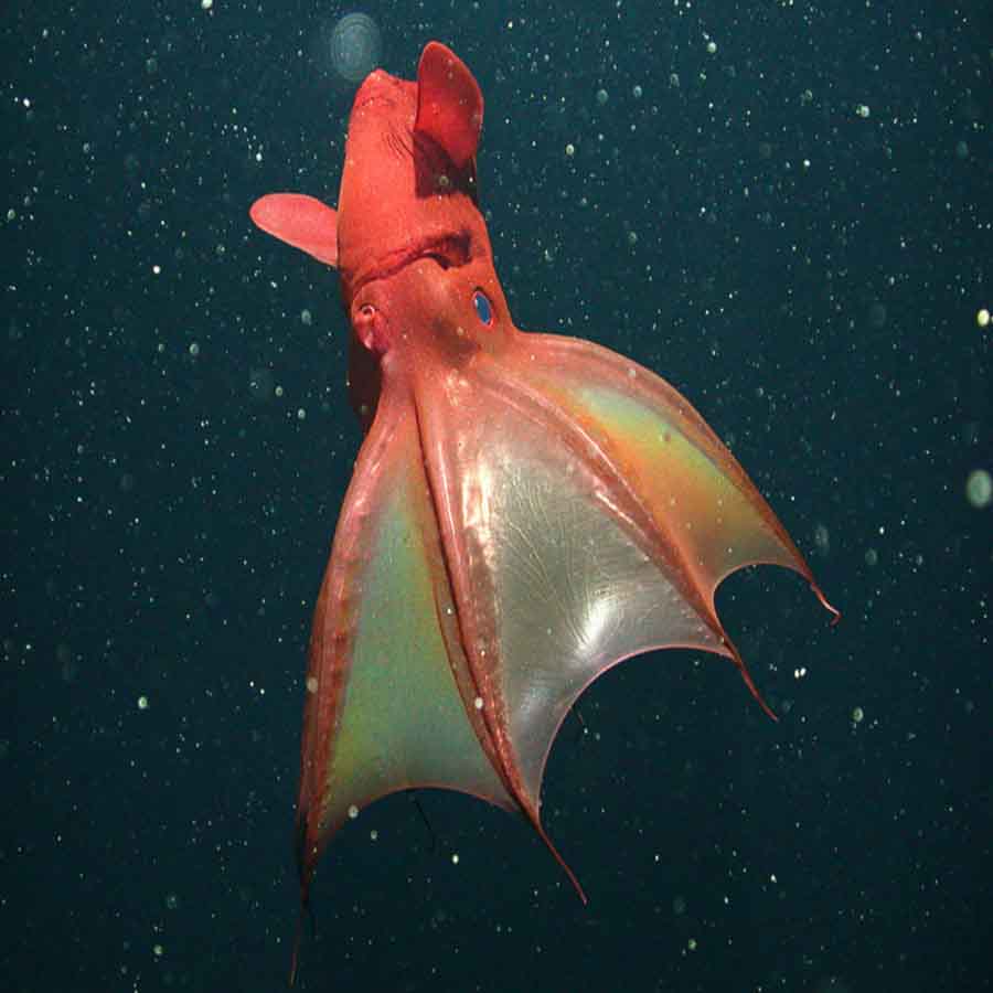 ماهی مرکب خون آشام