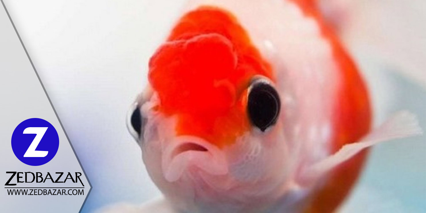 چرا عمر ماهی قرمز در خانه های شما کوتاه است؟ راه حل چیست؟