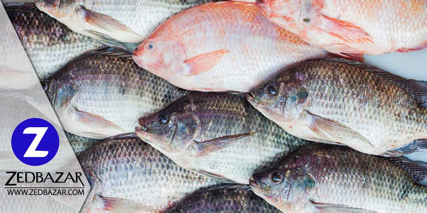 دانستنی های پرورش ماهی تیلاپیا