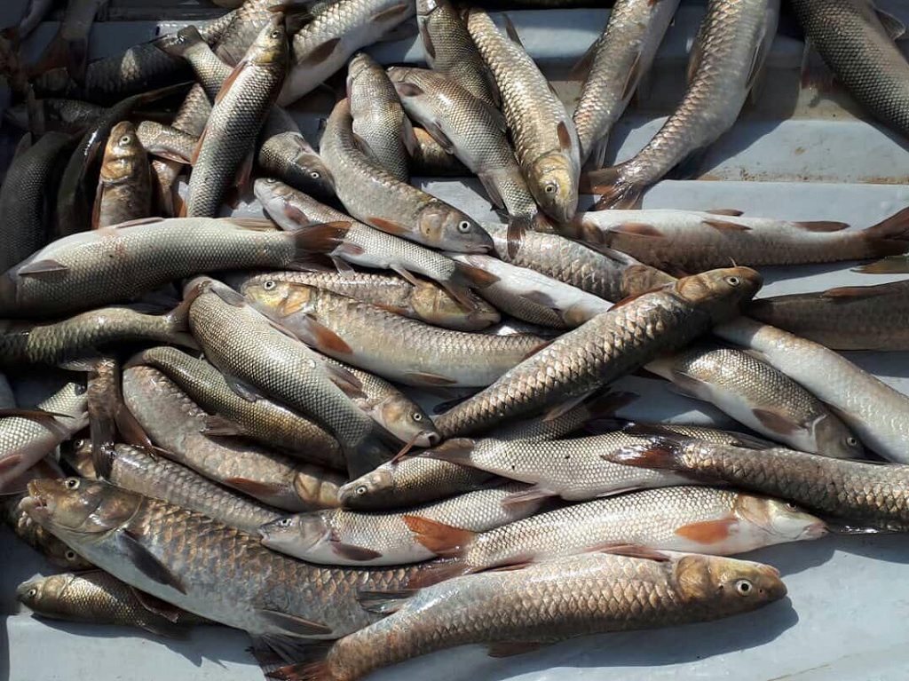 خطر انقراض ماهی سفید