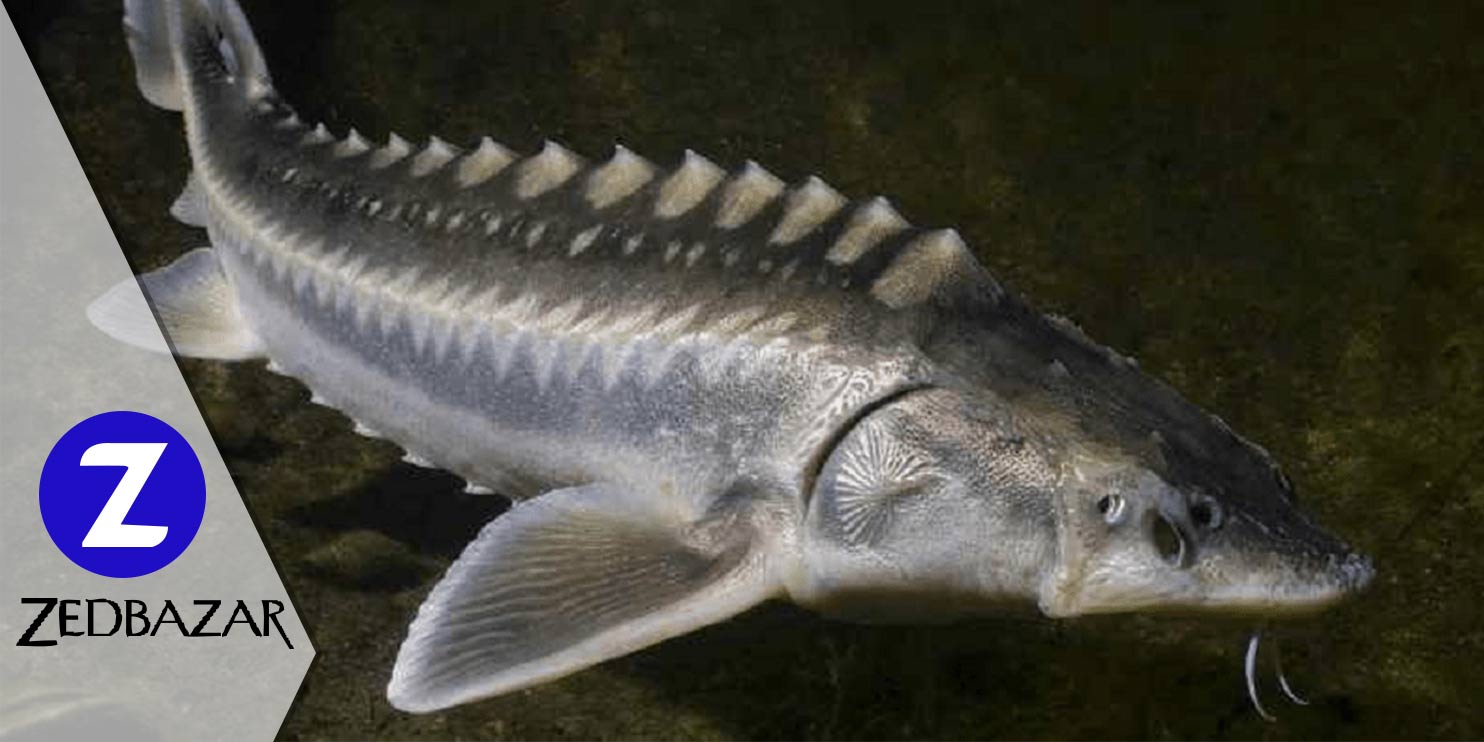 آشنایی کامل با انواع ماهیان خاویاری (Sturgeon fish)