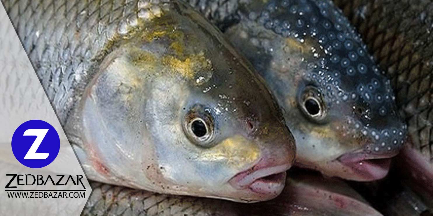 آشنایی کامل با ماهیان شمال، شناخت انواع ماهی برای خرید