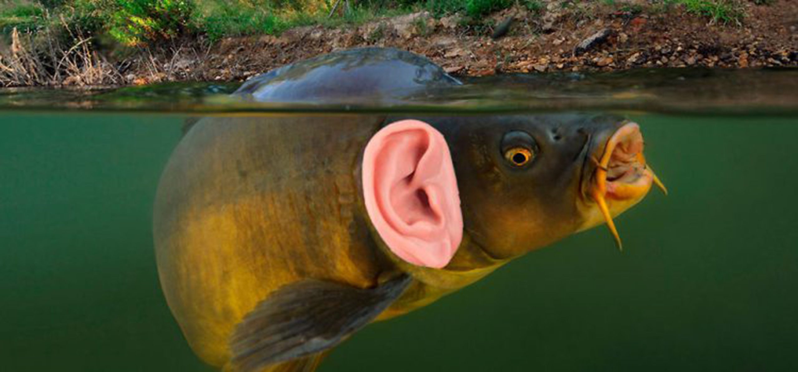 شنوایی در ماهی