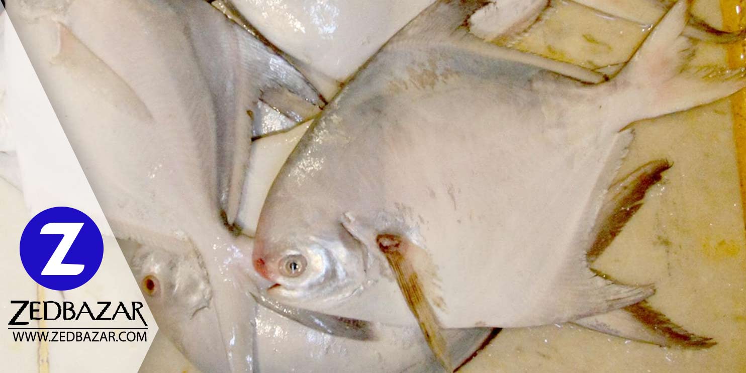 خواص ماهی حلوا سفید و تهیه یک غذای لذیذ خوشمزه با ماهی حلوا