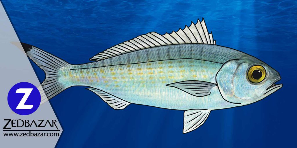 عملکرد انواع باله در ماهی