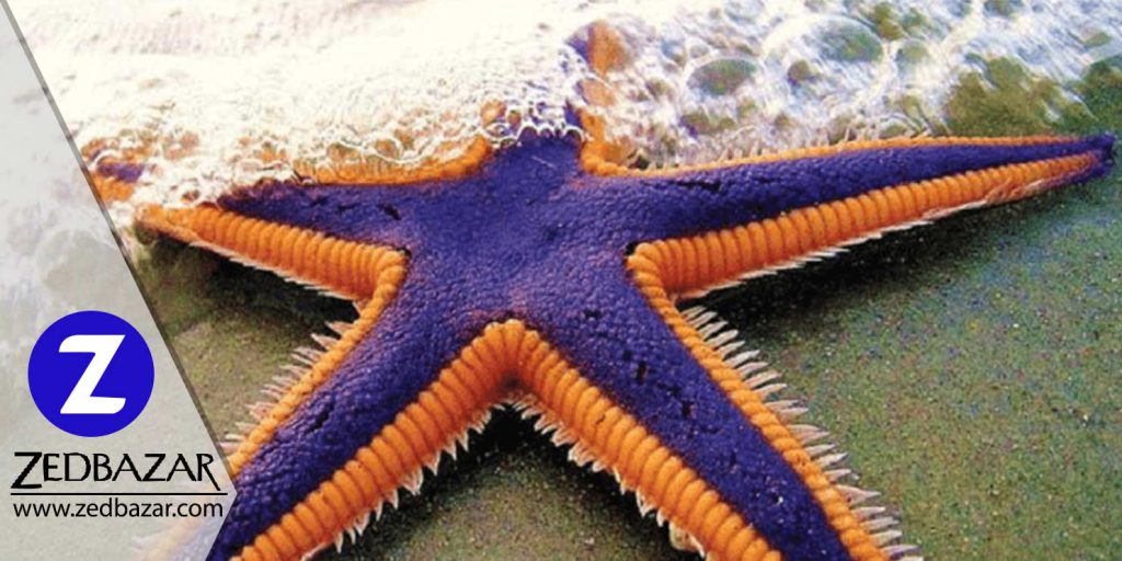 ستاره دریایی چیست و کجا زندگی می کند؟