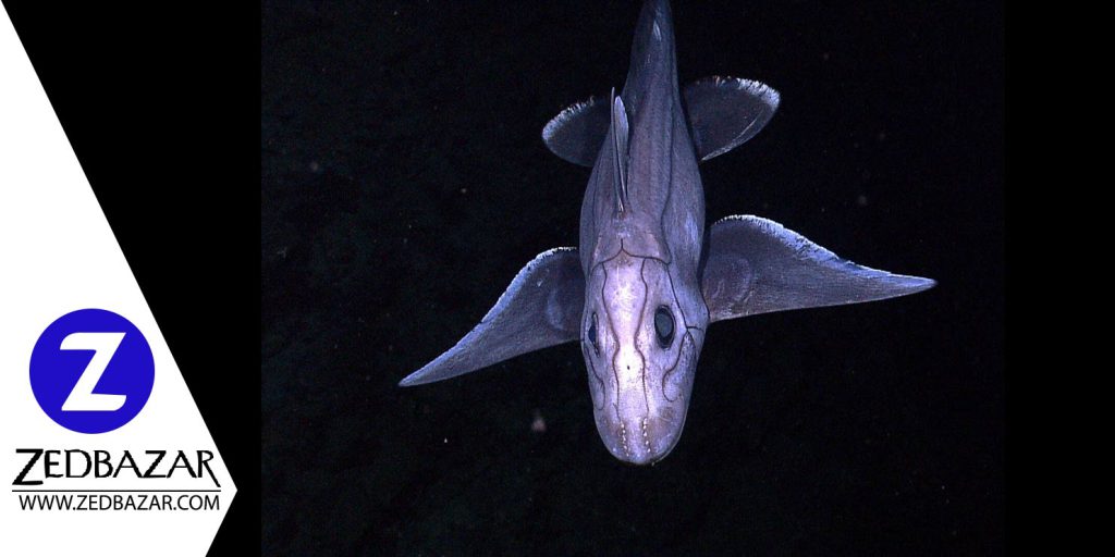 عجیب ترین موجودات در اعماق دریا