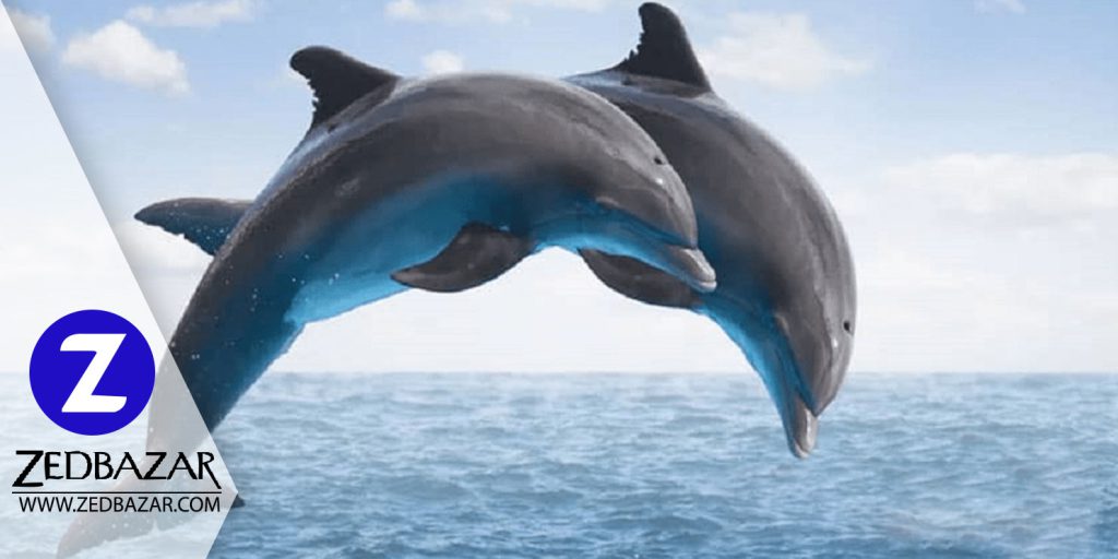 بررسی دقیق دلفین ها