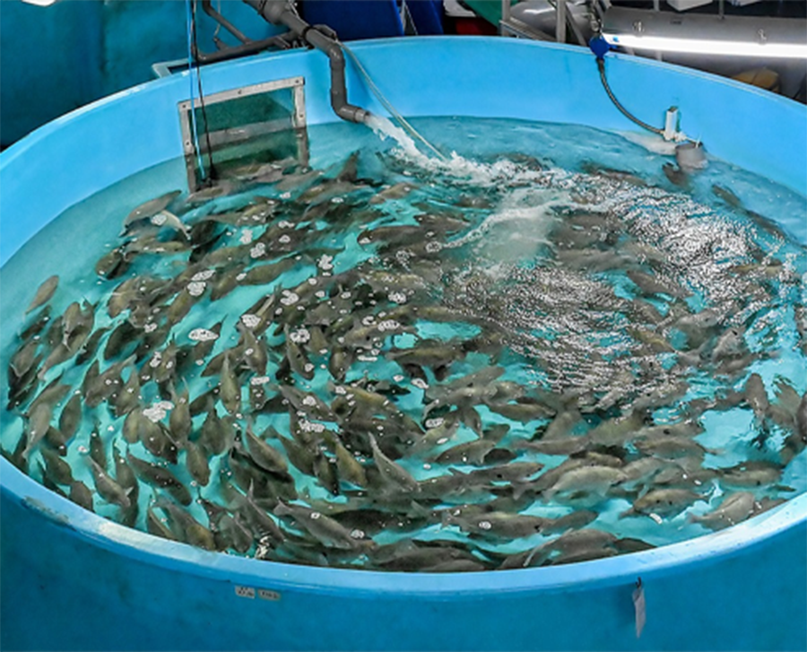 سیستم پروش ماهی در بشکه